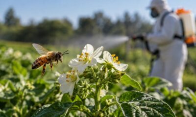 IA analisa 50 milhões de moléculas e descobre cheiros capazes de afastar abelhas dos pesticidas