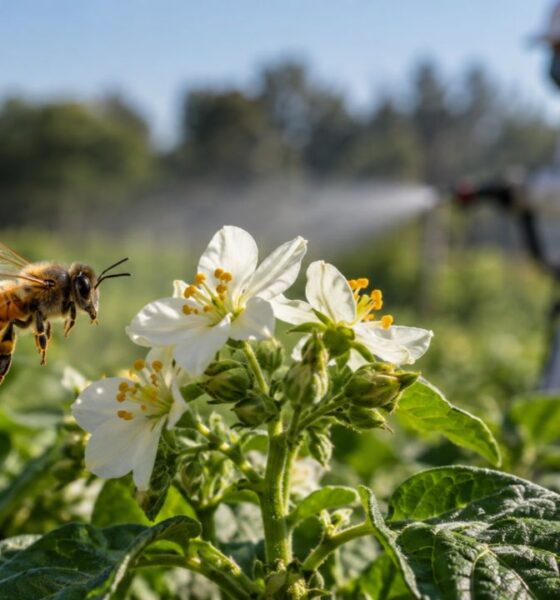 IA analisa 50 milhões de moléculas e descobre cheiros capazes de afastar abelhas dos pesticidas
