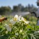 IA analisa 50 milhões de moléculas e descobre cheiros capazes de afastar abelhas dos pesticidas