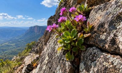 Sem terra, sem água visível e ainda assim florescem: veja como as plantas rupícolas conquistam fendas de rocha