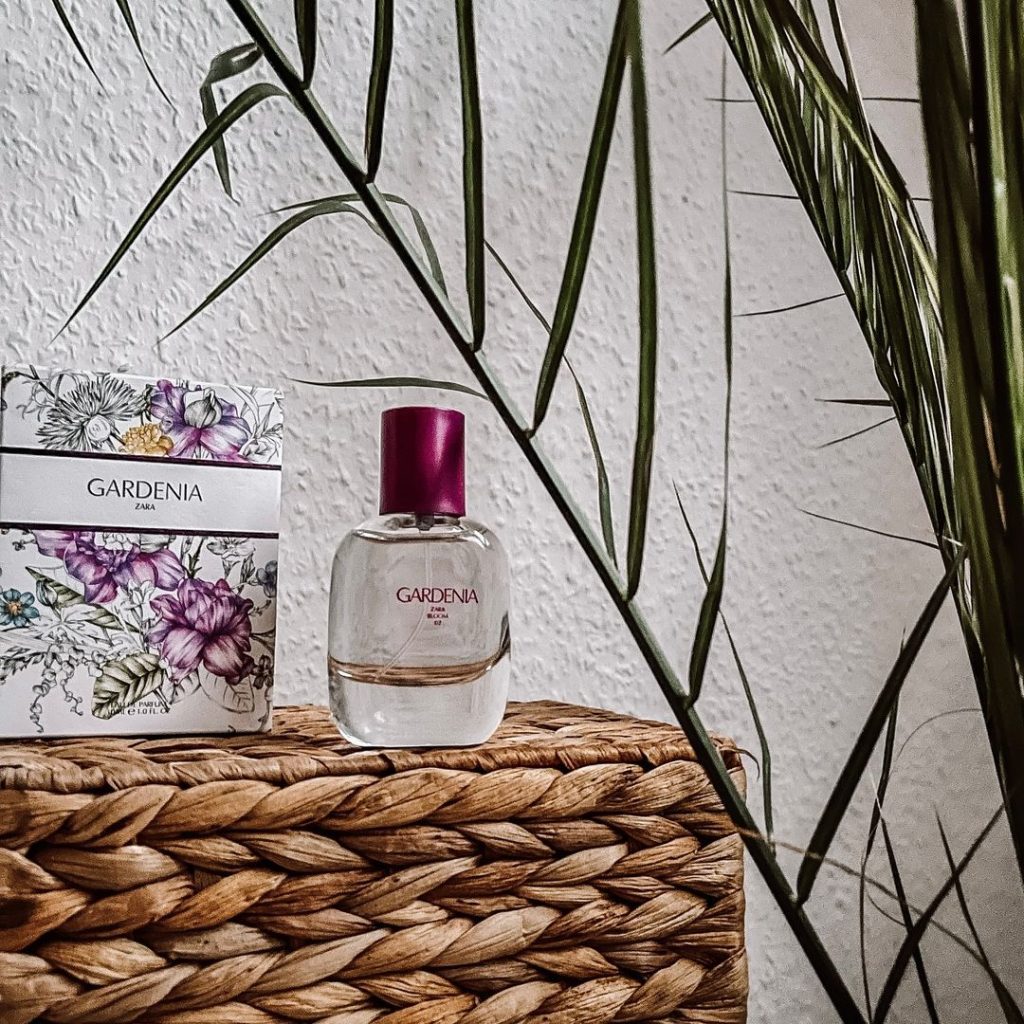 gardenia zara 1