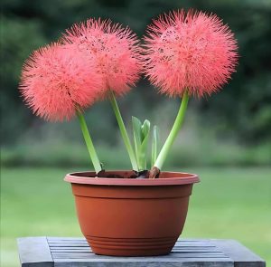 Flor estrela de Natal (Coroa imperial):  como cuidar dessa planta cheia de charme?