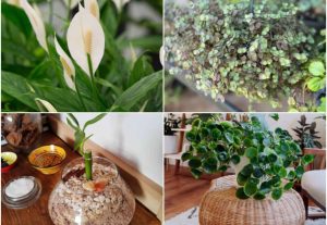4 plantas que atraem riqueza e prosperidade