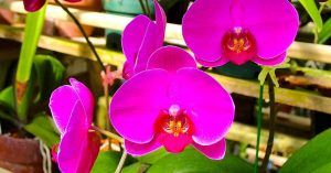 Curiosidades sobre orquídeas que poucos conhecem