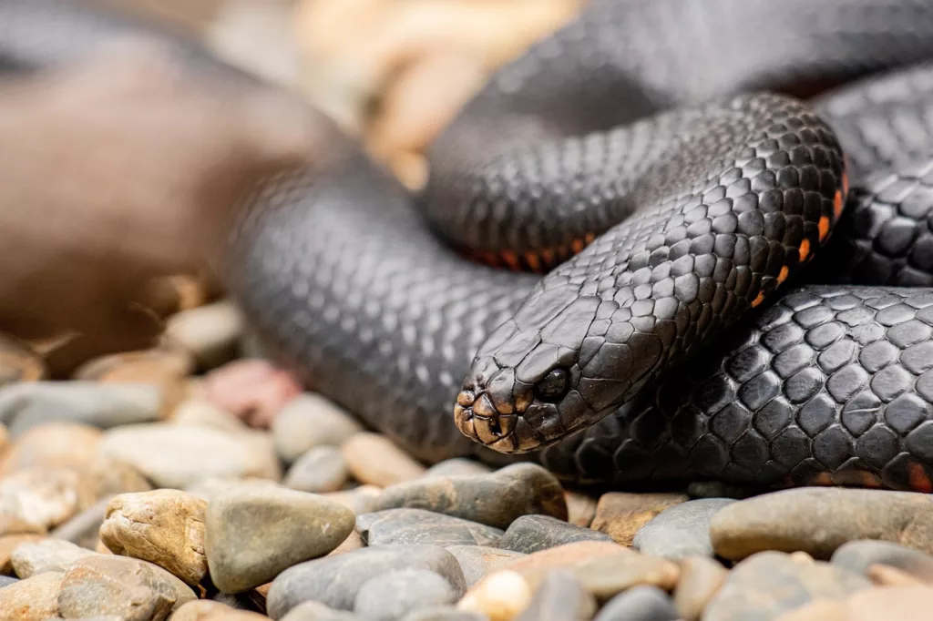 Sonhar com Cobra Preta