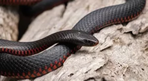 Sonhar com cobra preta: O que significa?