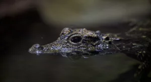 Sonhar com jacaré atacando: o que isso diz sobre seus medos e instintos?