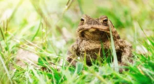 O que significa sonhar com sapo?