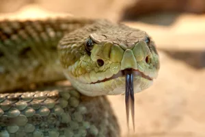 Espiritualmente, o que significa sonhar com cobra?