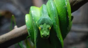 O Que Significa Sonhar com Cobra? Descubra o Mistério por Trás desse Sonho!