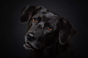 O Mistério por Trás de Sonhar com Cachorro Preto: O Que Esse Sonho Pode Revelar?”