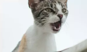 Por que os Gatos Miam à Noite? Descubra as Causas e Soluções