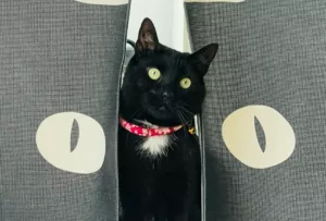 Gatos e Alergias: Raças que Podem Testar sua Resistência!