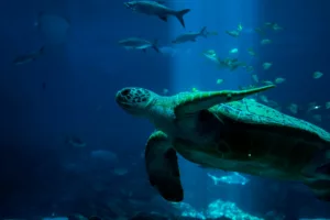 Tartarugas Marinhas: Guardiãs Milenares dos Oceanos em Perigo