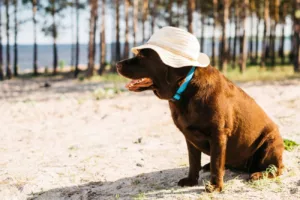 Descubra Quais Pets Sofrem Mais no Verão e Como Protegê-los