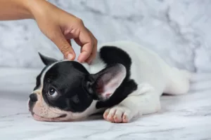 Nem sempre é pulga! Descubra o que pode estar causando coceira no seu cachorro