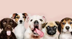 Conheça os 5 Cachorros Mais Caros do Mundo e Seus Cuidados