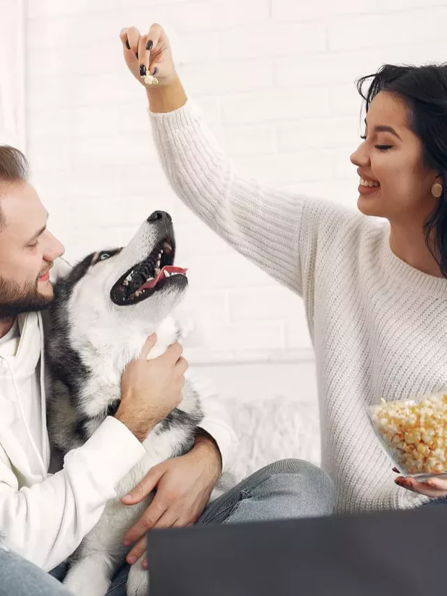 Filmes natalinos com cachorros: diversão e magia garantidas