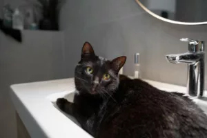 Banho em gatos: riscos à saúde e a verdade sobre a higiene dos felinos