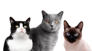 O que significa sonhar com muitos gatos? Mistérios e mensagens felinas nos seus sonhos