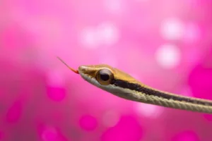 ANO NOVO CHINÊS: CONHEÇA O ANO DA SERPENTE 