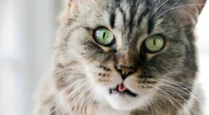 Gatos Guardam Rancor? Descubra Como Evitar que Seu Felino Fique ‘de Mal’ com Você