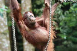 Sonhar com Macaco: O Que a Psicologia Revela Sobre o Significado dos Seus Sonhos