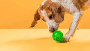 6 Brinquedos Para Cachorros Que Ficam Sozinhos e Precisam de Diversão