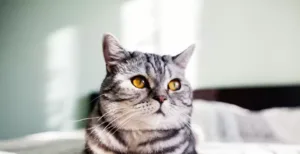 Como tirar cheiro de xixi de gato do piso, sofá e tapete — e fazer o bichano parar de marcar território