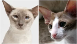 Gatos Siameses e Orientais Shorthair: Semelhanças, Diferenças e Curiosidades