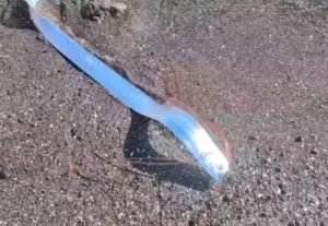 Peixe-Remo Aparece em Praia do México e Reacende Temores Sobre Desastres Naturais