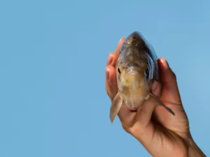 Sonhar com Peixe: O Que Esse Sonho Revela Sobre Sua Vida?