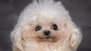 Lufy, o Cachorrinho que Conquistou o Mundo com sua Fofura e Coragem