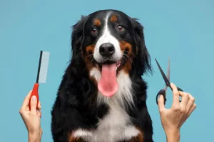 Banho e tosa: saiba qual é a frequência ideal para manter seu pet cheiroso e saudável