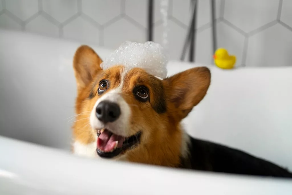 banho tosa 2 - Banho e tosa: saiba qual é a frequência ideal para manter seu pet cheiroso e saudável