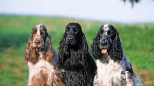 Cocker Spaniel: o cãozinho que une fofura, personalidade e estilo em um só pet