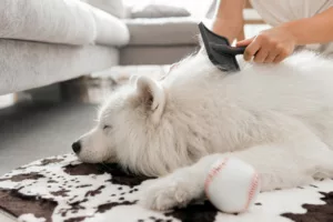 Pelos de pet pela casa? Veja 4 truques práticos para manter o lar limpinho e com o charme intacto
