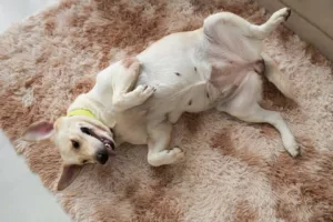 Cachorro dormindo de barriga para cima? Entenda o que isso revela sobre ele (e sobre você!)