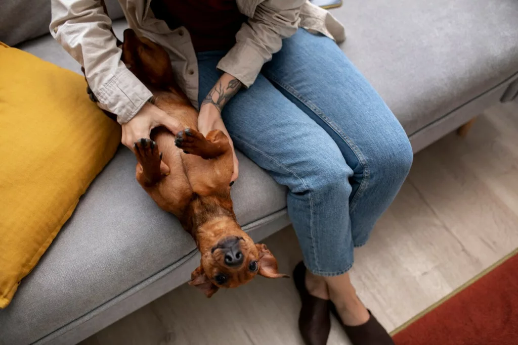 cachorro barriga 2 - Cachorro dormindo de barriga para cima? Entenda o que isso revela sobre ele (e sobre você!)