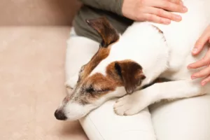 Pulgas em cães e gatos: os perigos invisíveis que rondam a saúde do seu pet