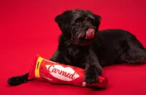 Hidratante labial para cães? Petlove e Carmed lançam Carmed “lambeijos”