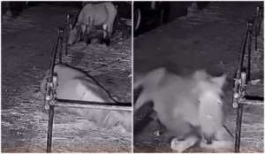Cavalo surpreende ao escapar de cercado com habilidade impressionante