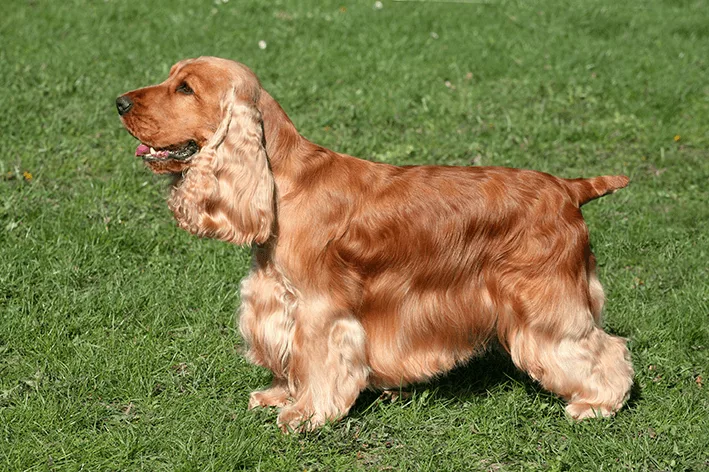 cocker spaniel english png - Cocker Spaniel: o cãozinho que une fofura, personalidade e estilo em um só pet