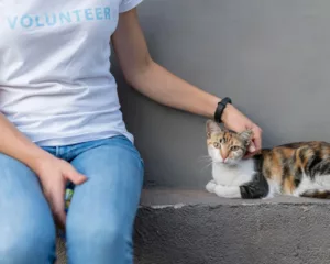 Por que seu gato te segue pela casa? Entenda o que ele está tentando dizer