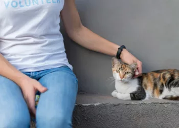 gato 1 - Por que seu gato te segue pela casa? Entenda o que ele está tentando dizer