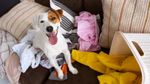 Produtos de limpeza que fazem mal ao seu pet: saiba o que evitar e o que usar com segurança