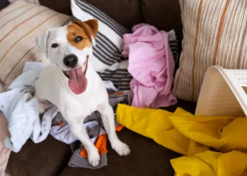 limpeza pets 1 - Produtos de limpeza que fazem mal ao seu pet: saiba o que evitar e o que usar com segurança