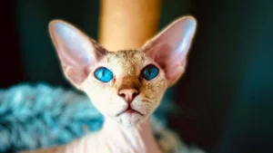 Gato Peterbald: descubra as curiosidades dessa raça rara, carinhosa e cheia de charme
