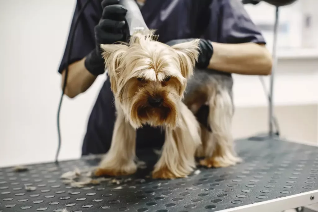 shaving process small dog sits t - Banho e tosa: saiba qual é a frequência ideal para manter seu pet cheiroso e saudável