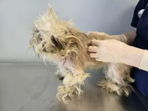 Do abandono ao colo de amor: a shih-tzu cega que encantou corações com sua doçura”